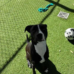 Adopt a dog:Rosie/Staffordshire Bull Terrier/Female/1 Year 5 Months,Hi, I'm Rosie, a beautiful young lady looking for a second chance with a loving family! I would love a family who is ready to make me a focal point in their lives and love me completely in all my goofiness. I LOVE to play with toys and will chase after it, bring it back and show you my cheeky side whilst I run away with it again, however I will swap for a treat or another toy. I enjoy sniffing walks, exploring and short obedience training session with treats of course to positively reinforce the good work that I do. I would love a fully fence yard and a comfy bed inside with my family to rest and be surrounded with love. I can be a bit jumpy and excitable when I meet new friends but I do know some of my cues and will sit when asked. It would be great if my younger family members had experience with large dogs and didn't mind a bouncy gal. Treats are a great motivator for me, and I would love to continue developing my skills slowly in the backyard first, then out and about with my family once I am confident and comfortable. I will need to be the only animal in the home, I have showed social behaviours with dogs previously but due to being in shelter for a long period of time will need the space and quiet to decompress as dogs are too overwhelming for me now. Requirements: -Must meet all family – Children over 15 -Must be only animal – Indoor/Outdoor access If you think you could be the perfect home for me to come and see me at the Hunter Shelter and my friends can help us meet! Love and tail wags from Rosie!