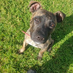 Tiny Terry/Staffordshire Bull Terrier/Male/9 Months,Hi! My name is Terry or Terrance when I'm being extra cheeky!! I'm a 