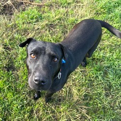 Luna/Shar Pei/Female/5 Years 7 Months,Hi I'm Luna, a sweet and gentle girl who is looking for my furever home. I hope that is with you! I am a bit shy at first, however warm up quickly to those who show me love and patience. Once given the time to break out of my shell I am sure to win your heart with my butt tuck zoomies and cheekiness. I LOVE tasty treats, especially if it is roast chicken. I would thrive in a home where someone was home most of the time to provide the love and companionship I crave. It would be great if I had indoor and outdoor access. Time soaking up some love, in a cozy bed inside and room to sniff up a storm, in a fully fenced, yarded area. I would be best suited to a quiet home, with older children where I can feel safe and secure. When it comes to furry friends, I can be a bit of a recluse and prefer the company of people over other animals. It would be best if I was the only animal in the household to be doted on. Requirements -Must meet all family  –  Children over 12 years -Must be only pet  –  Solid fencing -Peaceful/Quiet home If you are willing to take a slow approach and give me the time I need to trust and build bonds, I will reward you with endless love and loyalty. I can't wait to meet you at the Hunter Shelter! Love and kisses, Luna