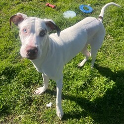 Freya/Great Dane / Mastiff/Female/1 Year,Hi there my name is Freya and I am a beautiful young Dane cross that is now looking for her very home forever family. It would be ideal if my new family has experience with my breed so they can support my needs throughout my life. I am a boisterous fun loving girl who would benefit from ongoing positive reinforcement training in my new home. I think I could have some fun with children however they will need to be over 6 and confident around larger dogs as I am likely to knock them over from excitement. I have meet some dogs throughout my time in care and I LOVE to play with them, I will need to meet all dogs in the home prior to going home and they will need to be playful and tolerant of me as I am still a teenager and learning the ways of the world. I will also need a home that has no smaller animals in them, I think they are soft toys and don't understand my size so I would hate to hurt them by accident. Requirements: If you think I could be the gorgeous girl for you please head into the shelter today to say hi. Love Freya