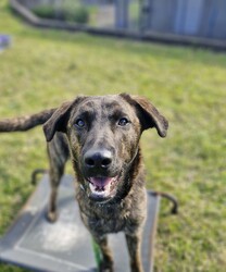 Brindle/Labrador Retriever/Male/1 Year 3 Months,Hey there, the name is Brindle.  I'm a beautiful, big boy looking for my forever home.. away from the shelter life.  I haven't had much life experience so I will need the support of my forever person to help guide me and mold me into the best boy there is!  Positive reinforcement training in the home is a good start, being rewarded for looking into the eyes of my carer will help me build a lasting bond with you. Once I start to settle in the home and get used to your daily routine then I'll be ready to start exploring the world, but slowly, 'cos like I said earlier, I haven't seen much of the world yet! Keep me busy when you're busy by providing me with lots of things to keep me occupied. I like dogs so if you already have a dog in the home, it's best if you bring them into the shelter to meet me first.  Any kids in the home have to be over the age of 15 years and confident around big dogs! My owner needs to be experienced with dogs to be able to pick up on my emotions when I'm feeling overwhelmed and need you to advocate for me!  Anyway, I really just need a chance to show you how much love I have to give! 