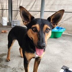 Parker/Australian Kelpie/Male/1 Year,**If you are interested is giving this wonderful pet a home please visit our website and complete an expression of interest  Hi there my name is Parker and I am a sweet younger fella who is now looking for my very own family to love and adore me!! I came into the shelter with my siblings after having a pretty sheltered start to life. I didn't get to experience much so I'm still learning how to be brave and explore the world. I will need a family who is going to be able to take things slow so that I'm not getting overwhelmed. I have been in foster as I was not coping with shelter life as it was too unpredictable and scary for me. I have settled into home life really well and it has helped me so much to have another confident social dog in the home. Due to the support I get from another dog I will need to go to a home that has another dog in the home, I am young and active so they will need to be able to match my energy. I will need to meet all family members on the day of my adoption and any children will have to be over 6 years old, It may take me some time to warm up and get to know you but once I do I am the sweetest boy you could ever meet. It would be ideal if my new family understands the needs of a working breed dog as well, I am currently in foster on property and I am loving life. I will need both mental and physical activity as I am a smart boy who needs outlets to keep me entertained so I don't learn bad habits. I am still learning to navigate the indoors and I am now sleeping inside my foster home, I will need both indoor and outdoor access in my new home, I love to spend the day outside running around with my friends but then also enjoy to comforts of home and enjoy cuddling up with my humans of a night time. Requirements: -Must meet all family -No children under 6 – Canine companion needed -Indoor/outdoor access – Breed Savvy home If you think I could be the guy for your family, please ring the shelter today and organize a meet and greet. I can't wait to meet you!!