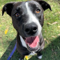 Adopt a dog:Rosie/Staffordshire Bull Terrier/Female/1 Year 5 Months,Hi, I'm Rosie, a beautiful young lady looking for a second chance with a loving family! I would love a family who is ready to make me a focal point in their lives and love me completely in all my goofiness. I LOVE to play with toys and will chase after it, bring it back and show you my cheeky side whilst I run away with it again, however I will swap for a treat or another toy. I enjoy sniffing walks, exploring and short obedience training session with treats of course to positively reinforce the good work that I do. I would love a fully fence yard and a comfy bed inside with my family to rest and be surrounded with love. I can be a bit jumpy and excitable when I meet new friends but I do know some of my cues and will sit when asked. It would be great if my younger family members had experience with large dogs and didn't mind a bouncy gal. Treats are a great motivator for me, and I would love to continue developing my skills slowly in the backyard first, then out and about with my family once I am confident and comfortable. I will need to be the only animal in the home, I have showed social behaviours with dogs previously but due to being in shelter for a long period of time will need the space and quiet to decompress as dogs are too overwhelming for me now. Requirements: -Must meet all family – Children over 15 -Must be only animal – Indoor/Outdoor access If you think you could be the perfect home for me to come and see me at the Hunter Shelter and my friends can help us meet! Love and tail wags from Rosie!