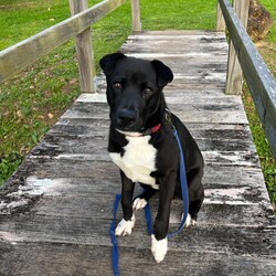 Adopt a dog:Xander/American Staffordshire Terrier / Australian Kelpie/Male/10 Months,Hello there! My name is Xander, and I'm a charming young man finally on the lookout for my forever home! Could this be with you? I am incredibly sweet and intelligent, which means I learn quickly. I am food motivated, which makes me easy to train. I already know how to sit and lay down and I love to figure out food puzzles such as kongs! I am looking for a family who is patient. Unfortunately I have spent most of my young life in the shelter so the transition from shelter to home might be a little bit tough for me. I would love a routine (doesn't everybody) such as play, eat, sleep as this will help me understand how things happen each day and create some predictability. I would also love people who can take it slow and let me get used to the home and my new family first before exposing me to any other new things. At the shelter I have access to the backyard in the office and I love it! When its sunny the staff put a little blanket out on the grass for me to lay on and I have a picnic – usually with a bulli stick or a pigs ear! Sometimes I like to run around with my fluffy chicken toy and do some zoomies and throw it up in the air like I just don't care. My ideal home would offer both indoor and outdoor access, giving me the chance to explore and play in a safe, secure area. This way, I can burn off my puppy energy while also having a cozy indoor space to relax. If you think you could be the perfect family for me, I can’t wait to meet you and start our adventure together! Please fill out an application at   or contact the shelter directly at 0477 064 192, or email us at barc@rspcansw.org.au. Requirements: