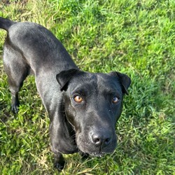 Luna/Shar Pei/Female/5 Years 7 Months,Hi I'm Luna, a sweet and gentle girl who is looking for my furever home. I hope that is with you! I am a bit shy at first, however warm up quickly to those who show me love and patience. Once given the time to break out of my shell I am sure to win your heart with my butt tuck zoomies and cheekiness. I LOVE tasty treats, especially if it is roast chicken. I would thrive in a home where someone was home most of the time to provide the love and companionship I crave. It would be great if I had indoor and outdoor access. Time soaking up some love, in a cozy bed inside and room to sniff up a storm, in a fully fenced, yarded area. I would be best suited to a quiet home, with older children where I can feel safe and secure. When it comes to furry friends, I can be a bit of a recluse and prefer the company of people over other animals. It would be best if I was the only animal in the household to be doted on. Requirements -Must meet all family  –  Children over 12 years -Must be only pet  –  Solid fencing -Peaceful/Quiet home If you are willing to take a slow approach and give me the time I need to trust and build bonds, I will reward you with endless love and loyalty. I can't wait to meet you at the Hunter Shelter! Love and kisses, Luna