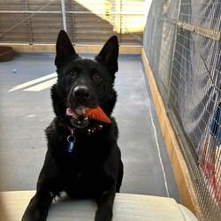 Wolfie/German Shepherd Dog / Dutch Shepherd/Male/6 Years 2 Months,Hey there, I'm Wolfie, a lively black Shepherd hoping to find my perfect match! I'm all about fun and games—give me a squeaky toy or a ball, and I'm in my element. Playing fetch is my favorite pastime, and with my sleek black fur and alert ears, I'm quite the handsome guy, if I do say so myself! Now, let's talk about what I need in a forever home. I'm a big boy with a lot of energy, so someone who knows their way around large breeds would be perfect for me. Experience with dogs like me means you'll understand my need for exercise and mental stimulation. Here's the thing—I prefer to be the only dog in the household. It's not that I don't like other dogs, I just get a bit frustrated around them sometimes. I want all the attention to myself, you know? But when it comes to kids, I'm open to meeting them! It's important we get along well and feel comfortable together. I'm healthy, up to date on my vaccinations, and ready to bring lots of joy and companionship to the right person or family. If you're looking for a loyal buddy who's always up for an adventure, let's meet up! I can't wait to charm you with my playful antics and loving nature. Lots of love, Wolfie xx