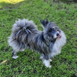 Maisy/Shih Tzu / Maltese/Female/1 Year 1 Month,Hello there, my name is Maisy! I'm a bubbly little lady looking for my new home along with my sister Ruby! We'd suit a quieter home who are happy to keep me and my sister together, where we can be included as part of the family, coming both inside and outdoors. Any children in the home will need to be over 6 years of age, calm and confident around dogs. I would benefit from having a safe space all of my own, like a crate or a quiet room with a soft bed, where I can go to relax and unwind when things get a bit much for me. I have not had the best start in life but am slowly learning to enjoy all the best things, like pats and cuddles. If you go slow, it will help me to come out of my shell! We would benefit from daily enrichment and interactive feeders to help keep my mind and body active. We'd be best as the only dogs in the home and would like all the love, pats and attention for my sister and myself.  My gorgeous coat will require regular grooming to help keep me looking and feeling my best! If we sound like the perfect pair for you, please come in to meet us. -Level 2 ART Adoption -Bonded Pair with Ruby -Dog confident kids over 6 years -Best as only dogs in home -Requires regular grooming