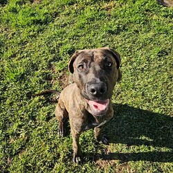 Bruno/Bullmastiff/Male/1 Year 9 Months,Hi I'm Bruno and I'm a big bugalug of a boy that needs a comfy home to settle into. I am a big goofy boy, who loves car trips to low trafficked parks, where I can sniff up a storm, as I investigate the world through my nose and have some tasty treats to decompress afterwards. I am not a fussy man and love all things food! Food is one of my love languages! I will need a home that has had experience with big dogs before and adores them to bits! I love being with my family and lounging around so I would love it if someone was home with me most of the time. I can be a bit bouncy at times but also can be sensitive at others, so it is best for me that I go to a home that is a bit more mature. I am unfortunately not a big fan of other dogs as I just don't understand them very well. I tend to get a bit overwhelmed when around them and like to keep my distance from them. This just means that you get me all to yourselves and you to me! Requirements: -Must meet all family – Must be only dog -Children over 15 years – Owner home more often -Peaceful/Quiet home – Experienced owner Bruno is a special boy that is looking for a place to call his own. If you think that your family fits the bill, then please apply for him at    Love and tail wags! Bruno