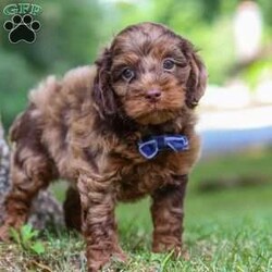 Ezra/Cockapoo									Puppy/Male	/7 Weeks,Meet Ezra, the most adorable little Cockapoo you will ever meet! This stunning little baby has the most luscious hair coat and the most darling features of a Cockapoo. He is ready to take on the world with his forever family by his side. His knack for bringing smiles to the faces of everyone he meets has ensured that he has received endless love and attention since birth. This has allowed him to become highly socialized and very adaptable. When he joins you and your family, he will have no trouble adjusting to you and your lifestyle.