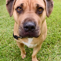 Hermit/Mastiff/Male/3 Years 5 Months,Hi there! Are you looking for a loyal companion who loves nothing more than hanging around the home and spending quality time with you? Look no further! Under my big boofy exterior is a gentle teddy bear, ready to fill your home with love and warmth. I thrive on human companionship and would be the ideal dog for those who enjoy lounging around the house with their furry friend. I'm looking for a forever home where I can be the only furry friend, as I'm not very fond of other dogs. It's essential that my new home provides me with a safe indoor space to help me feel secure and content in my home. I would also prefer a quieter home environment with no young children as I am a sensitive soul who can get overwhelmed when there is a lot going on. I don't even really need to go for walks that much, I'm way happier just hanging at home with my people! Despite my preference for a quieter lifestyle, I really am a big softie who just wants to relax at home with my human companions, pottering around the house or chewing on a pigs ear. If you think you could be my new forever family, please fill out the   or contact the shelter directly on 0477 064 192 or email us at barc@rspcansw.org.au   I am so eager to meet you and see if we could be the perfect match! Restrictions: