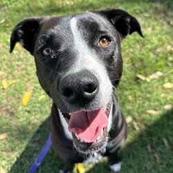 Adopt a dog:Rosie/Staffordshire Bull Terrier/Female/1 Year 5 Months,Hi, I'm Rosie, a beautiful young lady looking for a second chance with a loving family! I would love a family who is ready to make me a focal point in their lives and love me completely in all my goofiness. I LOVE to play with toys and will chase after it, bring it back and show you my cheeky side whilst I run away with it again, however I will swap for a treat or another toy. I enjoy sniffing walks, exploring and short obedience training session with treats of course to positively reinforce the good work that I do. I would love a fully fence yard and a comfy bed inside with my family to rest and be surrounded with love. I can be a bit jumpy and excitable when I meet new friends but I do know some of my cues and will sit when asked. It would be great if my younger family members had experience with large dogs and didn't mind a bouncy gal. Treats are a great motivator for me, and I would love to continue developing my skills slowly in the backyard first, then out and about with my family once I am confident and comfortable. I will need to be the only animal in the home, I have showed social behaviours with dogs previously but due to being in shelter for a long period of time will need the space and quiet to decompress as dogs are too overwhelming for me now. Requirements: -Must meet all family – Children over 15 -Must be only animal – Indoor/Outdoor access If you think you could be the perfect home for me to come and see me at the Hunter Shelter and my friends can help us meet! Love and tail wags from Rosie!