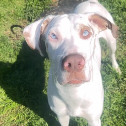 Freya/Great Dane / Mastiff/Female/1 Year,Hi there my name is Freya and I am a beautiful young Dane cross that is now looking for her very home forever family. It would be ideal if my new family has experience with my breed so they can support my needs throughout my life. I am a boisterous fun loving girl who would benefit from ongoing positive reinforcement training in my new home. I think I could have some fun with children however they will need to be over 6 and confident around larger dogs as I am likely to knock them over from excitement. I have meet some dogs throughout my time in care and I LOVE to play with them, I will need to meet all dogs in the home prior to going home and they will need to be playful and tolerant of me as I am still a teenager and learning the ways of the world. I will also need a home that has no smaller animals in them, I think they are soft toys and don't understand my size so I would hate to hurt them by accident. Requirements: If you think I could be the gorgeous girl for you please head into the shelter today to say hi. Love Freya