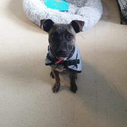 Tiny Terry/Staffordshire Bull Terrier/Male/9 Months,Hi! My name is Terry or Terrance when I'm being extra cheeky!! I'm a 