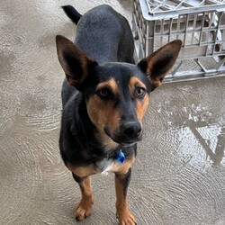 Parker/Australian Kelpie/Male/1 Year,**If you are interested is giving this wonderful pet a home please visit our website and complete an expression of interest  Hi there my name is Parker and I am a sweet younger fella who is now looking for my very own family to love and adore me!! I came into the shelter with my siblings after having a pretty sheltered start to life. I didn't get to experience much so I'm still learning how to be brave and explore the world. I will need a family who is going to be able to take things slow so that I'm not getting overwhelmed. I have been in foster as I was not coping with shelter life as it was too unpredictable and scary for me. I have settled into home life really well and it has helped me so much to have another confident social dog in the home. Due to the support I get from another dog I will need to go to a home that has another dog in the home, I am young and active so they will need to be able to match my energy. I will need to meet all family members on the day of my adoption and any children will have to be over 6 years old, It may take me some time to warm up and get to know you but once I do I am the sweetest boy you could ever meet. It would be ideal if my new family understands the needs of a working breed dog as well, I am currently in foster on property and I am loving life. I will need both mental and physical activity as I am a smart boy who needs outlets to keep me entertained so I don't learn bad habits. I am still learning to navigate the indoors and I am now sleeping inside my foster home, I will need both indoor and outdoor access in my new home, I love to spend the day outside running around with my friends but then also enjoy to comforts of home and enjoy cuddling up with my humans of a night time. Requirements: -Must meet all family -No children under 6 – Canine companion needed -Indoor/outdoor access – Breed Savvy home If you think I could be the guy for your family, please ring the shelter today and organize a meet and greet. I can't wait to meet you!!