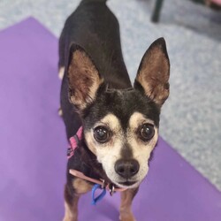 Toby/Chihuahua (Smooth Coat)/Male/14 Years 7 Months,*I am currently living in a loving foster home until my furever family comes along! Please call the shelter if you are interested in meeting me! Hi, I'm Toby a distinguished senior pup with a heart of gold, who is looking for a loving home where I can retire. I hope that is with you! I am a laid-back and gentle soul who enjoys the simple pleasures in life. With a nose that never tires of sniffing out new scents and a heart that beats for delicious food. My favourite past times include, short sniffari walks around the neighbourhood and some tasty snacks. I would be best suited for a home with older children who can appreciate my calm demeanour. I thrive on having both indoor and outdoor access, enjoying leisurely strolls in the garden and lounging in my favourite cozy spot close to my family. I am seeking a peaceful home where I can relax, take life at my own pace and soak up all the love that comes my way. As an only dog, I thrive on one-on-one attention and would love nothing more than to be a lap dog and cuddle up with my favourite humans. Requirements: -Must meet all family – Children over 15 years – Owner home more often -Must be only dog – Indoor/Outdoor access – Peaceful/Quiet home Despite my age I still have a spring in my step and a twinkle in my eye, ready to bring joy and companionship to my forever family. If you think you could give me a beautiful life, surrounded by love in my golden years, head to the Hunter Shelter and the staff can help us meet. I can't wait to see you! Love and tail wags, Toby
