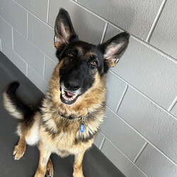 Gemma/German Shepherd Dog/Female/6 Years 7 Months,Hey my name is Gemma and I am a super sweet older gal who is now looking for her very own family. I would love a family who has experience with my breed, I am very loyal and loving but will need sometime to get to know you and form that unbreakable bond. I can be a bit scared throughout storms so need a home that will allow me to have indoor and outdoor access, I just need to be near my family to feel safe at these times, I can also see myself being a lounge lizard and a lady of luxury if you allow me to. It would be ideal if my new guardian is home more often than not especially to help me settle in, if you need to leave me alone I will need a safe backyard with solid fencing as I can get unsettled if I can see traffic walking past my house. I will need older children in the home that understand that I may need space from time to time, I also can get pushy when I want to play and don't realise my size and I would hate to hurt anyone. I will need to be the only animal in the home other dogs make me uncomfortable and I like to keep my distance from them, I won't be suited to off lead or heavy traffic dog areas. My leash manners are beautiful so we can enjoy a nice calm walk in a quieter area together. Requirements: -Must meet all family  -No children under 12 -Must be only pet  -Indoor/outdoor access -Breed savvy owner If you think I could be the girl for you please head into the shelter today to say hi, I am looking forward to potentially meeting my new family. Love, Gemma xo