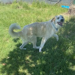 Ace/Maremma Sheepdog / Bullmastiff/Male/1 Year 10 Months,Hey there, future best friend! I’m Ace, your soon-to-be best buddy! I’m a big, lovable Maremma on the hunt for my forever home. I’m super loyal and affectionate with my family, but I might need a little time to warm up to new people. Think of me as a friendly giant who takes things slow and steady! I’m pretty smart—I already know how to sit, lie down, and shake hands. I walk nicely on a leash and love a good grooming session. While I enjoy hanging out with my humans indoors, I’ll need a spacious yard where I can stretch out and keep an eye on my territory. I’m a gentle soul, but because I can get the zoomies and I’m on the larger side, I’d do best in a home with kids over 12. A calm, quiet environment will make me the happiest. If you think you’re ready for a big, goofy buddy like me, bring the whole family and any other dogs to the shelter. Let’s take it slow and get to know each other. I’m sure we’ll be the best team! Can’t wait to meet you! Tail wags, Ace My adoption fee is $500 and I come desexed & microchipped, with my vaccinations & flea, tick and worming treatments all up to date.  ﻿If you are interested in meeting me please follow the link   to fill out the form or call 0477 064 192 to talk to our staff and book in a meet and greet.