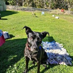 Adopt a dog:Ebony/Australian Kelpie / Staffordshire Bull Terrier/Female/1 Year 10 Months,Hey there, I'm Ebony and I'm getting ready to go home! When we meet you'll notice my little tippy-taps as I approach, a nervous yet excited dancer, eager to connect. Sometimes, I might even throw in a spin or two just to show off! Despite my nervous tendencies, I'm quite curious, and want to explore and understand the world around me. Loud sounds and sudden movements can spook me, I'll need a home that is quiet and calm that I can relax in.  I like to spend my time lounging around and sniffing out the backyard. I am quite independent, I haven't had a lot of experience with humans. I'll need some help learning about human interactions, your patience and guidance are invaluable to me. I think I'll thrive in a loving home where I am understood and can take my time to come out of my shell. With your care and encouragement, I'm sure to grow into a confident and cherished member of your family.  If you would like to meet me and see my dance moves please fill out the following form  or call 0477 064 192 or email us at barc@rspcansw.org.au  Peace out,  Ebony Recommendations: