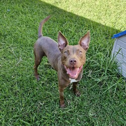 Cardinal/Staffordshire Bull Terrier / Australian Kelpie/Male/1 Year 6 Months,Hey there, I'm Cardinal! I'm a very handsome young man who is searching for my new home where I can be treated like the prince I am while I learn all there is to know about life! Daily exercise with my new family would be great and any kids in the home need to be confident around dogs. I will thrive in a home where I have plenty of choice when interacting. I don't like being overhandled and of course, adult family members will need to monitor interactions with any children for a little while when I first get home. I really enjoy having something to do! I love snuffle and licki mats, these will keep me entertained if you ever need to leave me for a short time. Also, having my toys on a rotation will help to keep me interested in them! I will need some training, so my new owner needs to be prepared to put a bit of effort into my training, partner up with a positive reinforcement trainer to gain some good skills and tips! My backyard needs to be secure with somewhere I can escape to out of the weather – speaking of – I do tend to get a little worried during thunderstorms so please keep me nice and contained safely within your home during these spooky events!  Anyway, I think that's all I need for now! I hope to start my new adventure soon! 