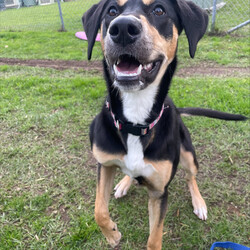 Freya/Staffordshire Bull Terrier / Dobermann/Female/10 Months,Hi there! My name is Freya, and I'm a 7-month-old pup on the lookout for my forever home. I may be young, but I've got heaps of potential and a whole lot of smarts up my furry sleeve! You see, I can be a tad fearful at times, especially when I'm in new places or meeting new people. But hey, who can blame me? The world can be a big, scary spot for a pup like me! I just need a patient family who understands that I might need a bit of time to warm up and get used to my surroundings. But fear not! Once I feel comfortable and safe, I'm as playful and energetic as they come! I love nothing more than bounding around, chasing toys, and exploring every nook and cranny of my new home. And did I mention I'm absolutely adorable? Well, if I do say so myself! Now, here's the scoop on my ideal home: I'm looking for a calm environment where I can catch some Z's and relax after all my adventures. It's important that I'm the only furry friend in the household. I need a family who can tune in to my body language and understand when I need a little space or some extra love and reassurance, this is why Id prefer an adult only household so everyone can learn to understand me. So, if you're searching for a sweet, smart, and oh-so-cute pup to join your family, look no further! I'm ready and waiting to bring joy and laughter into your life. Come meet me, and let's start our journey together! If you want to meet me, fill out the exceptional owners form   or call 0477 064 192 Recommendations: