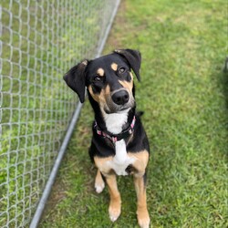 Adopt a dog:Freya/Staffordshire Bull Terrier / Dobermann/Female/10 Months,Hi there! My name is Freya, and I'm a 7-month-old pup on the lookout for my forever home. I may be young, but I've got heaps of potential and a whole lot of smarts up my furry sleeve! You see, I can be a tad fearful at times, especially when I'm in new places or meeting new people. But hey, who can blame me? The world can be a big, scary spot for a pup like me! I just need a patient family who understands that I might need a bit of time to warm up and get used to my surroundings. But fear not! Once I feel comfortable and safe, I'm as playful and energetic as they come! I love nothing more than bounding around, chasing toys, and exploring every nook and cranny of my new home. And did I mention I'm absolutely adorable? Well, if I do say so myself! Now, here's the scoop on my ideal home: I'm looking for a calm environment where I can catch some Z's and relax after all my adventures. It's important that I'm the only furry friend in the household. I need a family who can tune in to my body language and understand when I need a little space or some extra love and reassurance, this is why Id prefer an adult only household so everyone can learn to understand me. So, if you're searching for a sweet, smart, and oh-so-cute pup to join your family, look no further! I'm ready and waiting to bring joy and laughter into your life. Come meet me, and let's start our journey together! If you want to meet me, fill out the exceptional owners form   or call 0477 064 192 Recommendations: