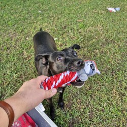 Adopt a dog:Ebony/Australian Kelpie / Staffordshire Bull Terrier/Female/1 Year 10 Months,Hey there, I'm Ebony and I'm getting ready to go home! When we meet you'll notice my little tippy-taps as I approach, a nervous yet excited dancer, eager to connect. Sometimes, I might even throw in a spin or two just to show off! Despite my nervous tendencies, I'm quite curious, and want to explore and understand the world around me. Loud sounds and sudden movements can spook me, I'll need a home that is quiet and calm that I can relax in.  I like to spend my time lounging around and sniffing out the backyard. I am quite independent, I haven't had a lot of experience with humans. I'll need some help learning about human interactions, your patience and guidance are invaluable to me. I think I'll thrive in a loving home where I am understood and can take my time to come out of my shell. With your care and encouragement, I'm sure to grow into a confident and cherished member of your family.  If you would like to meet me and see my dance moves please fill out the following form  or call 0477 064 192 or email us at barc@rspcansw.org.au  Peace out,  Ebony Recommendations: