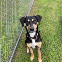 Adopt a dog:Freya/Staffordshire Bull Terrier / Dobermann/Female/10 Months,Hi there! My name is Freya, and I'm a 7-month-old pup on the lookout for my forever home. I may be young, but I've got heaps of potential and a whole lot of smarts up my furry sleeve! You see, I can be a tad fearful at times, especially when I'm in new places or meeting new people. But hey, who can blame me? The world can be a big, scary spot for a pup like me! I just need a patient family who understands that I might need a bit of time to warm up and get used to my surroundings. But fear not! Once I feel comfortable and safe, I'm as playful and energetic as they come! I love nothing more than bounding around, chasing toys, and exploring every nook and cranny of my new home. And did I mention I'm absolutely adorable? Well, if I do say so myself! Now, here's the scoop on my ideal home: I'm looking for a calm environment where I can catch some Z's and relax after all my adventures. It's important that I'm the only furry friend in the household. I need a family who can tune in to my body language and understand when I need a little space or some extra love and reassurance, this is why Id prefer an adult only household so everyone can learn to understand me. So, if you're searching for a sweet, smart, and oh-so-cute pup to join your family, look no further! I'm ready and waiting to bring joy and laughter into your life. Come meet me, and let's start our journey together! If you want to meet me, fill out the exceptional owners form   or call 0477 064 192 Recommendations: