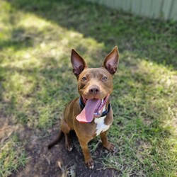 Cardinal/Staffordshire Bull Terrier / Australian Kelpie/Male/1 Year 6 Months,Hey there, I'm Cardinal! I'm a very handsome young man who is searching for my new home where I can be treated like the prince I am while I learn all there is to know about life! Daily exercise with my new family would be great and any kids in the home need to be confident around dogs. I will thrive in a home where I have plenty of choice when interacting. I don't like being overhandled and of course, adult family members will need to monitor interactions with any children for a little while when I first get home. I really enjoy having something to do! I love snuffle and licki mats, these will keep me entertained if you ever need to leave me for a short time. Also, having my toys on a rotation will help to keep me interested in them! I will need some training, so my new owner needs to be prepared to put a bit of effort into my training, partner up with a positive reinforcement trainer to gain some good skills and tips! My backyard needs to be secure with somewhere I can escape to out of the weather – speaking of – I do tend to get a little worried during thunderstorms so please keep me nice and contained safely within your home during these spooky events!  Anyway, I think that's all I need for now! I hope to start my new adventure soon! 