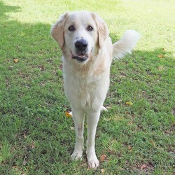 Ace/Maremma Sheepdog / Bullmastiff/Male/1 Year 10 Months,Hey there, future best friend! I’m Ace, your soon-to-be best buddy! I’m a big, lovable Maremma on the hunt for my forever home. I’m super loyal and affectionate with my family, but I might need a little time to warm up to new people. Think of me as a friendly giant who takes things slow and steady! I’m pretty smart—I already know how to sit, lie down, and shake hands. I walk nicely on a leash and love a good grooming session. While I enjoy hanging out with my humans indoors, I’ll need a spacious yard where I can stretch out and keep an eye on my territory. I’m a gentle soul, but because I can get the zoomies and I’m on the larger side, I’d do best in a home with kids over 12. A calm, quiet environment will make me the happiest. If you think you’re ready for a big, goofy buddy like me, bring the whole family and any other dogs to the shelter. Let’s take it slow and get to know each other. I’m sure we’ll be the best team! Can’t wait to meet you! Tail wags, Ace My adoption fee is $500 and I come desexed & microchipped, with my vaccinations & flea, tick and worming treatments all up to date.  ﻿If you are interested in meeting me please follow the link   to fill out the form or call 0477 064 192 to talk to our staff and book in a meet and greet.