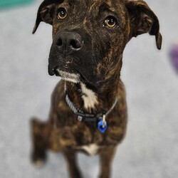 Adopt a dog:Mocha/Boxer / Mastiff/Female/1 Year 1 Month,Hi, I'm Mocha, it's so nice to meet you! I'm a sweet and gentle girl with a beautiful, goofy nature and the kindest eyes. In my previous home I was quite sheltered, so I haven't experienced much of the world yet! New sights and sounds can overwhelm me at times, but once I feel safe my loving nature really shines through! I thrive in calm, quiet environments and enjoy simple pleasures like lounging on the couch or strolling around the backyard. When the staff bring me up to the office I love to come up and lean on them for a bit of a pat. I am super sweet and just love to be around my favourite people. I would love if my family were home a bit more often like if they worked from home every now and then :). I'm looking for a patient and understanding owner who can introduce me to new experiences gradually, helping me build confidence at my own pace. With your love and consistency, I'm ready to blossom into the happy, secure dog I know I can be. My ideal home would be a quieter one with adults only or older children who can offer the patience and gentle handling I need. A secure, fenced yard would be ideal so that I can have in/outdoor access to explore at my own pace. I would also be best suited to a home with no other dogs. I can get along with other calm dogs, but high-energy animals are often too much for me. If you have a loving heart and a bit of extra patience, I could be the perfect companion for you. Please contact the shelter to meet me and start our journey together. Let's make my dream of a loving home come true! If you think you could be my new forever family, please fill out an application at   or contact the shelter directly on 0477 064 192 or email us at barc@rspcansw.org.au   RESTRICTIONS: -No children under 15 -Must be only dog -Experienced owner -Indoor/outdoor acce