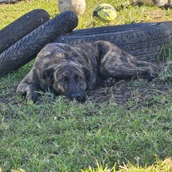 Brindle/Labrador Retriever/Male/1 Year 3 Months,Hey there, the name is Brindle.  I'm a beautiful, big boy looking for my forever home.. away from the shelter life.  I haven't had much life experience so I will need the support of my forever person to help guide me and mold me into the best boy there is!  Positive reinforcement training in the home is a good start, being rewarded for looking into the eyes of my carer will help me build a lasting bond with you. Once I start to settle in the home and get used to your daily routine then I'll be ready to start exploring the world, but slowly, 'cos like I said earlier, I haven't seen much of the world yet! Keep me busy when you're busy by providing me with lots of things to keep me occupied. I like dogs so if you already have a dog in the home, it's best if you bring them into the shelter to meet me first.  Any kids in the home have to be over the age of 15 years and confident around big dogs! My owner needs to be experienced with dogs to be able to pick up on my emotions when I'm feeling overwhelmed and need you to advocate for me!  Anyway, I really just need a chance to show you how much love I have to give! 