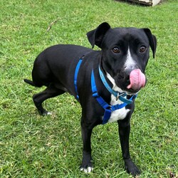 Nash/Staffordshire Bull Terrier / Australian Cattle Dog/Male/1 Year 9 Months,Good things come in three… LEGS! Meet handsome Nash! Nash's journey may have had a few bumps, but his spirit is unbreakable, and his heart is ready to love unconditionally in his new forever home. Despite his tough start, Nash is a shining example of resilience and joy, waiting for that special someone to share life's adventures. Nash thrives as the only pet in the household, where he can be the centre of attention and bask in all the love you have to offer. Nash is eager to join a family who understands his unique needs and will cherish him for the sweet, gentle soul that he is. Nash requires a patient and experienced owner who can guide him with care and understanding. Whether you have experience with special-needs dogs or are willing to learn, Nash will reward you with unwavering loyalty and affection. He needs moderate exercise to maintain his ideal weight, so short walks are his forte—think leisurely strolls rather than marathon runs! A house with minimal or no stairs is also required to help Nash move around comfortably! With Nash, you're not just adopting a dog; you're gaining a true friend and companion. His endearing spirit and loving nature will brighten your days and warm your heart. Nash's zest for life is infectious, reminding us all to embrace each moment with joy and gratitude. If you're looking to make a profound difference in a dog's life and receive boundless love in return, Nash is eagerly awaiting your embrace. Fill out an adoption application today and open your home to a furry friend who will redefine the meaning of loyalty and resilience. Nash is ready to embark on new adventures with you—don't miss out on this incredible opportunity to make him a cherished member of your family! Requirements: If you think you could be Nash's forever family, please fill out an application at  or contact the shelter directly on 0477 064 192 or email us at barc@rspcansw.org.au  