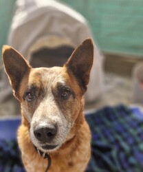 Adopt a dog:Jet/Australian Cattle Dog/Male/9 Years 5 Months,Hey there, my name's Jet! I'm on the lookout for my forever home – somewhere I can spend in the company of my new family. I will need things to do when being left alone so I don't get bored! I'd love some on-going training to build a bond with my new person and to implement nice manners in the home. You may have to be patient with my toileting habits for a while, I've lived in a kennel for a little while, so it'll take some time to adjust. I enjoy a good snuggle, so if you're after a snuggle bug – please consider me! I'm an older gentleman so laying around and keeping you company is all I really want in life.  As far as dogs go… I would prefer to be the only dog in the home as I would like all the love, pats and attention to myself. Any kiddos need to be confident around dogs! Come in to meet me!