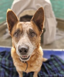 Adopt a dog:Jet/Australian Cattle Dog/Male/9 Years 5 Months,Hey there, my name's Jet! I'm on the lookout for my forever home – somewhere I can spend in the company of my new family. I will need things to do when being left alone so I don't get bored! I'd love some on-going training to build a bond with my new person and to implement nice manners in the home. You may have to be patient with my toileting habits for a while, I've lived in a kennel for a little while, so it'll take some time to adjust. I enjoy a good snuggle, so if you're after a snuggle bug – please consider me! I'm an older gentleman so laying around and keeping you company is all I really want in life.  As far as dogs go… I would prefer to be the only dog in the home as I would like all the love, pats and attention to myself. Any kiddos need to be confident around dogs! Come in to meet me!