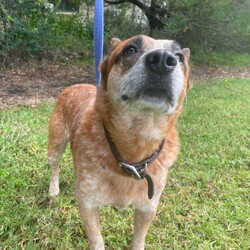 Adopt a dog:Jet/Australian Cattle Dog/Male/9 Years 5 Months,Hey there, my name's Jet! I'm on the lookout for my forever home – somewhere I can spend in the company of my new family. I will need things to do when being left alone so I don't get bored! I'd love some on-going training to build a bond with my new person and to implement nice manners in the home. You may have to be patient with my toileting habits for a while, I've lived in a kennel for a little while, so it'll take some time to adjust. I enjoy a good snuggle, so if you're after a snuggle bug – please consider me! I'm an older gentleman so laying around and keeping you company is all I really want in life.  As far as dogs go… I would prefer to be the only dog in the home as I would like all the love, pats and attention to myself. Any kiddos need to be confident around dogs! Come in to meet me!
