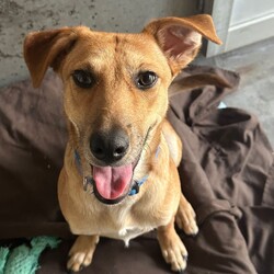 Matey/Australian Kelpie/Male/1 Year 5 Months,Hey there I am on the lookout for my very own forever home, I am a young pup who is in the need of a guardian that is willing and able to work on my ongoing training and socialisation. I have had a rough start to life, so will need a family that will take it slow and at my pace, a quiet and peaceful home is ideal for me so that I can develop a routine and settle into my new environment. Setting me up with my very own safe haven is an amazing idea so that I can retreat when I need to, providing me with enrichment items while in here will help me develop a positive association with this area. Looking into a positive reinforcement trainer in your area is a great idea as I may need some training classes in the near future to help me develop my life skills. I am a sweet pup who is just looking for a family that will give me some love and understanding and show me that life isn't too bad, I am super smart and willing to learn and will give you everything I have if you just give me some time and patience. I will need an owner home more often than not to help me settle into my new home and learn your routine. Requirements: **If you are interested is giving this wonderful pet a home please visit our website and complete an expression of interest 