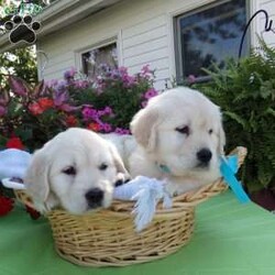 Sammie/English Cream Golden Retriever									Puppy/Male	/8 Weeks,Hi, I’m Sammie, a happy,chubby, playful puppy. I’m very well socalized as I live with Grandpa and Grandma, and get to play with grandchildren everyday. I love them and they love me. 