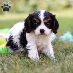 Barnaby/Cavalier King Charles Spaniel									Puppy/Male	/7 Weeks,Meet Barnaby, a friendly little AKC Cavalier King Charles Spaniel puppy! He has a stunning, silky coat and big innocent eyes that will have you attached to him in no time. He is the perfect size to join you on all your everyday activities, big enough to keep up with a fast paced life, but small enough to be by your side no matter where you go. Cavaliers are known for calm and sweet nature, and they are usually great with kids so make wonderful family pets!