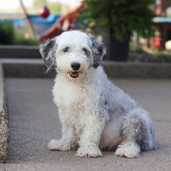 Koda/Mini Sheepadoodle									Puppy/Male	/8 Weeks,Meet Koda, an adorable F1B Mini Sheepadoodle who is ready to bring his loving spirit into your home. With his fluffy, soft coat and expressive eyes, this little guy is the perfect mix of playful energy and sweet affection. He’s the kind of puppy who loves to romp around with his favorite toys one minute and snuggle up for a cozy nap the next. Koda’s wonderful traits come from his equally wonderful parents. His mom, Willow, is a 17-pound Mini Sheepadoodle who is known for her gentle nature and loving personality. His dad, Wolf, is a 17-pound Mini Poodle with a lively spirit and sharp intelligence. Together, they’ve passed down their best qualities to this little one, making him a delightful and well-balanced puppy. Koda is also well-prepared for his new home. He comes with a 30-day health guarantee, is up to date on vaccines and dewormer, and has already had his first vet exam, ensuring he’s healthy and ready for his forever family. If you’re looking for a loving, playful companion who will fill your life with happiness, Koda is the perfect choice. Don’t miss the opportunity to welcome this sweet little Sheepadoodle into your family! You can call or text anytime with any questions or to schedule a visit. -Tony and Marilyn 