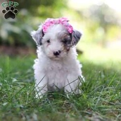 Paisley/Toy Poodle									Puppy/Female	/7 Weeks,Paisley is a total sweetheart! That little face is so incredibly cute…you cannot deny her anything. She is always begging for snuggles and loves having her belly rubbed. Her luxurious curly coat is exactly what you’re looking for in an AKC Toy Poodle. She has super unique coloring and markings making her all the more stunning. She would love to come home with you and promises to be a loyal and loving member of your family! Her darling appearance all began with her parents’ genetics. Dad is named Romeo, a darling, well built Toy Poodle weighing 9 lbs. He has had a full panel of genetic health testing done, ensuring that his babies will not be affected by genetic health issues that are common for the breed. Mama is a super adorable and intelligent girl named Beauty. She weighs in at 10 lbs and has had genetic testing done for CDDY and CDPA. This match has created a gorgeous, healthy litter with great temperaments! This baby comes with AKC registration papers, our one year genetic health guarantee, current on vaccines and dewormer, and is microchipped. We require a deposit as a commitment to reserve this little one. Please reach out to Mary via call or text for more information. (We are available Monday through Saturday)