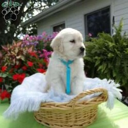 Sammie/English Cream Golden Retriever									Puppy/Male	/8 Weeks,Hi, I’m Sammie, a happy,chubby, playful puppy. I’m very well socalized as I live with Grandpa and Grandma, and get to play with grandchildren everyday. I love them and they love me. 