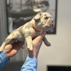Gorgeous French bulldog puppies ????/French bulldogs/Mixed Litter/4 weeks,Here we have our beautiful litter of 7 . 4 boys an 3 girls which have been whelped in our family home around kids, the mother is our family pet lilac n tan Merle and dad is a lilac n tan both can be seen in pictures . Will have first vaccinations before they leave, will be microchipped and wormed up to date will also have kc paperwork to hand when they leave at 8 weeks old . Only 5 dogs left now !! currently 4 weeks old today will upload more pics as weeks go on message about any questions you may have . 2 Merle boys (blue collar) (orange collar) an 1 lilac an tan (green collar) available 1 Merle girl (yellow collar) an 1 lilac an tan girl (purple collar) available Prices vary slightly an may be negotiable. Any questions don’t hesitate to give me message . 

 Merle boys £1250 Merle girl £1400 Lilac an tan boy £1100 Lilac an tan girl £1250
