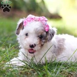 Paisley/Toy Poodle									Puppy/Female	/7 Weeks,Paisley is a total sweetheart! That little face is so incredibly cute…you cannot deny her anything. She is always begging for snuggles and loves having her belly rubbed. Her luxurious curly coat is exactly what you’re looking for in an AKC Toy Poodle. She has super unique coloring and markings making her all the more stunning. She would love to come home with you and promises to be a loyal and loving member of your family! Her darling appearance all began with her parents’ genetics. Dad is named Romeo, a darling, well built Toy Poodle weighing 9 lbs. He has had a full panel of genetic health testing done, ensuring that his babies will not be affected by genetic health issues that are common for the breed. Mama is a super adorable and intelligent girl named Beauty. She weighs in at 10 lbs and has had genetic testing done for CDDY and CDPA. This match has created a gorgeous, healthy litter with great temperaments! This baby comes with AKC registration papers, our one year genetic health guarantee, current on vaccines and dewormer, and is microchipped. We require a deposit as a commitment to reserve this little one. Please reach out to Mary via call or text for more information. (We are available Monday through Saturday)