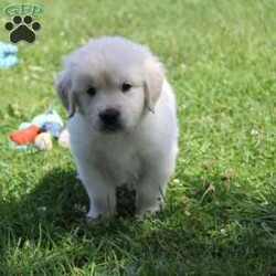 Nemo/Golden Retriever									Puppy/Male	/7 Weeks,Hey There, My name is Nemo! I am a very cute male AKC Irish Cream Golden Retriever puppy! I was born on July 3rd, 2024. I am such a sweet boy! I am looking for my new family, could that be with you? If you choose me I will come home to you vet checked, microchipped, AKC Registered and I will also come with a 1 year Genetic Guarantee. I am very well socialized and have done Early Neurological Stimulation (EMS). My dad is also OFA Hip Certified. If you think that I would make the perfect addition to your family, then please call or text to find out more information about me!