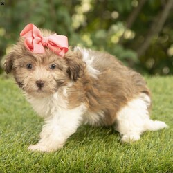 Holly/Havanese									Puppy/Female	/12 Weeks,I hope your day is going well,  I’m Holly a beautiful Havanese and i would love to make your day even better! I am very happy, playful and very well socialized! I would love to fill your home with all of my puppy love! I have been vet checked, microchipped and I am up to date on vaccinations and dewormings and will come with a one year genetic health guarantee. Call or text anytime to make me the newest addition to your family and get ready to spend a lifetime of tail wagging fun!