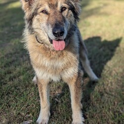 River/German Shepherd Dog (Long Stock Coat) / Siberian Husky/Female/10 Years 6 Months,Hello everyone, my name is River! Are you my retirement home? I am an older gentle girl looking for a cozy place to spend her days, I could be a great addition to a quieter more relaxed home life. I really enjoy the company of people, even just lying near them or following them around, sometimes treats are great but mostly I just want the attention and cozy spots to curl up in while you're with me. I can show some distress when I'm alone, but this can be easily managed with secure color bond fencing and someone home more often than not for the initial settling in and bonding period. I would love to go to a place where the owners have breed experience, as I am a big fluff of a German Shepherd! I think other dogs are cool, but I don't really like them in my space. I'm suited to a home with no other dogs so I can be the happiest vegemite in town. If you are an experienced owner looking for the one, pick me!! I do like to chase lizards and other wildlife, so if you have lots of critters around, I may not be suited as I like to play too rough with them! I may be shy at first, so let me take my time to warm up and get to know you before we start to adventure too far outside of the home. I need to build a special bond with my new person, so I feel safe and reassured. If you think a big squish like me could be your new forever friend, please give us a call at the shelter on 02 6651 3311 and I'll get my people to organise our first date 