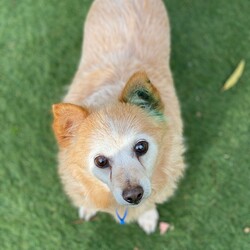 Adopt a dog:Felix/Jack Russell Terrier (Wire)/Male/12 Years 2 Months,Hey there! My name's Felix, it's nice to meet you! I'm an older gentleman who's on the lookout for my furever home. Could that be you?   In my pawfect home, my people will be home more often than not please! You see I really like my people! Once I get settled in and you provide me my safe space I will feel better about being left alone. If I'm left alone too long I tend to get a bit worried so any alone time should be built up slowly please.   I'm an older guy and I don't really show much interest in other dogs. I will usually walk past other dogs without any concerns but sometimes I will bark so it would be best if I was the only doggo please so I can comfortably enjoy my retirement.   I would like to go to a home with just adults please. I'm an older man who needs a mature household who will know to respect my space and not overwhelm me with unpredictable handling and touch. It takes me a moment to warm up to people, so I'd love an adult household where my people can understand this and will know to read my body language and know when I'm saying I've had enough. It's like the old saying – Let Sleeping Dogs Lie – I love my cosy bed because it means I can go there and just relax. I need interactions to be calm and predictable as sometimes I can be frightened when things happen that I am not prepared for. Having poor eyesight doesn’t stop me enjoying time outside exercising, and I still love going for walks in familiar areas. My vets have plans to remove my cataracts to help me regain some more sight, but I will need to settle into my new home first and then have the surgery done after a month or two. This will help me get to know my new family first and allow for a much smoother recovery period. The cost of the surgery will be covered by RSPCA as part of my adoption agreement and my vets can talk to you about the process if you are interested in meeting me.   My new home will need to be located within the Sydney region to allow for vet visits at RSPCA Veterinary Hospital.  