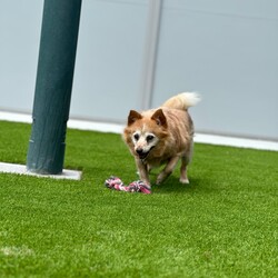 Adopt a dog:Felix/Jack Russell Terrier (Wire)/Male/12 Years 2 Months,Hey there! My name's Felix, it's nice to meet you! I'm an older gentleman who's on the lookout for my furever home. Could that be you?   In my pawfect home, my people will be home more often than not please! You see I really like my people! Once I get settled in and you provide me my safe space I will feel better about being left alone. If I'm left alone too long I tend to get a bit worried so any alone time should be built up slowly please.   I'm an older guy and I don't really show much interest in other dogs. I will usually walk past other dogs without any concerns but sometimes I will bark so it would be best if I was the only doggo please so I can comfortably enjoy my retirement.   I would like to go to a home with just adults please. I'm an older man who needs a mature household who will know to respect my space and not overwhelm me with unpredictable handling and touch. It takes me a moment to warm up to people, so I'd love an adult household where my people can understand this and will know to read my body language and know when I'm saying I've had enough. It's like the old saying – Let Sleeping Dogs Lie – I love my cosy bed because it means I can go there and just relax. I need interactions to be calm and predictable as sometimes I can be frightened when things happen that I am not prepared for. Having poor eyesight doesn’t stop me enjoying time outside exercising, and I still love going for walks in familiar areas. My vets have plans to remove my cataracts to help me regain some more sight, but I will need to settle into my new home first and then have the surgery done after a month or two. This will help me get to know my new family first and allow for a much smoother recovery period. The cost of the surgery will be covered by RSPCA as part of my adoption agreement and my vets can talk to you about the process if you are interested in meeting me.   My new home will need to be located within the Sydney region to allow for vet visits at RSPCA Veterinary Hospital.  