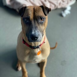 Croissant/Shar Pei / Australian Cattle Dog/Male/2 Years 11 Months,Hi there, My name is Croissant, and I am looking for my special someone. It has taken a little while but I have started to realise that human's can be pretty nice, especially when they give me yummy treats, I REALLY like treats. What's YOUR favourite food?! Can I have some?! I take a little while to warm up to people at first, but if you give me time and let me approach you at my own pace then I would really like that. When visitors come to the home it would be great if I could have a quiet, safe space in a low traffic area that I can retreat to if I need. I enjoy any games that involve food, I love sniffing around the grass for scattered treats, I love to chew on pig's ears and use Kongs and I like training too! I learn quickly when there are treats involved! I don't know if I mentioned it already but I think food is great! If you have another dog in the home you can bring them in to meet me, we will need to be managed in the home and be fed separately at all times. The staff here can give you some good tips on how to do this as well. I'm looking forward to meeting my special person!  Croissant xx If you feel like we would be the pawfect match, please visit our website and complete an   or visit https://www.rspcansw.org.au/what-we-do/adoptions/exceptional-owners/. Restrictions: No children under 15 Must meet all dogs Quiet/calm household Indoor/outdoor access Free vet consult at adoption