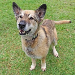 River/German Shepherd Dog (Long Stock Coat) / Siberian Husky/Female/10 Years 6 Months,Hello everyone, my name is River! Are you my retirement home? I am an older gentle girl looking for a cozy place to spend her days, I could be a great addition to a quieter more relaxed home life. I really enjoy the company of people, even just lying near them or following them around, sometimes treats are great but mostly I just want the attention and cozy spots to curl up in while you're with me. I can show some distress when I'm alone, but this can be easily managed with secure color bond fencing and someone home more often than not for the initial settling in and bonding period. I would love to go to a place where the owners have breed experience, as I am a big fluff of a German Shepherd! I think other dogs are cool, but I don't really like them in my space. I'm suited to a home with no other dogs so I can be the happiest vegemite in town. If you are an experienced owner looking for the one, pick me!! I do like to chase lizards and other wildlife, so if you have lots of critters around, I may not be suited as I like to play too rough with them! I may be shy at first, so let me take my time to warm up and get to know you before we start to adventure too far outside of the home. I need to build a special bond with my new person, so I feel safe and reassured. If you think a big squish like me could be your new forever friend, please give us a call at the shelter on 02 6651 3311 and I'll get my people to organise our first date 